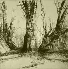 Erhellter Wald
