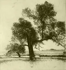 Flussauenbaum
